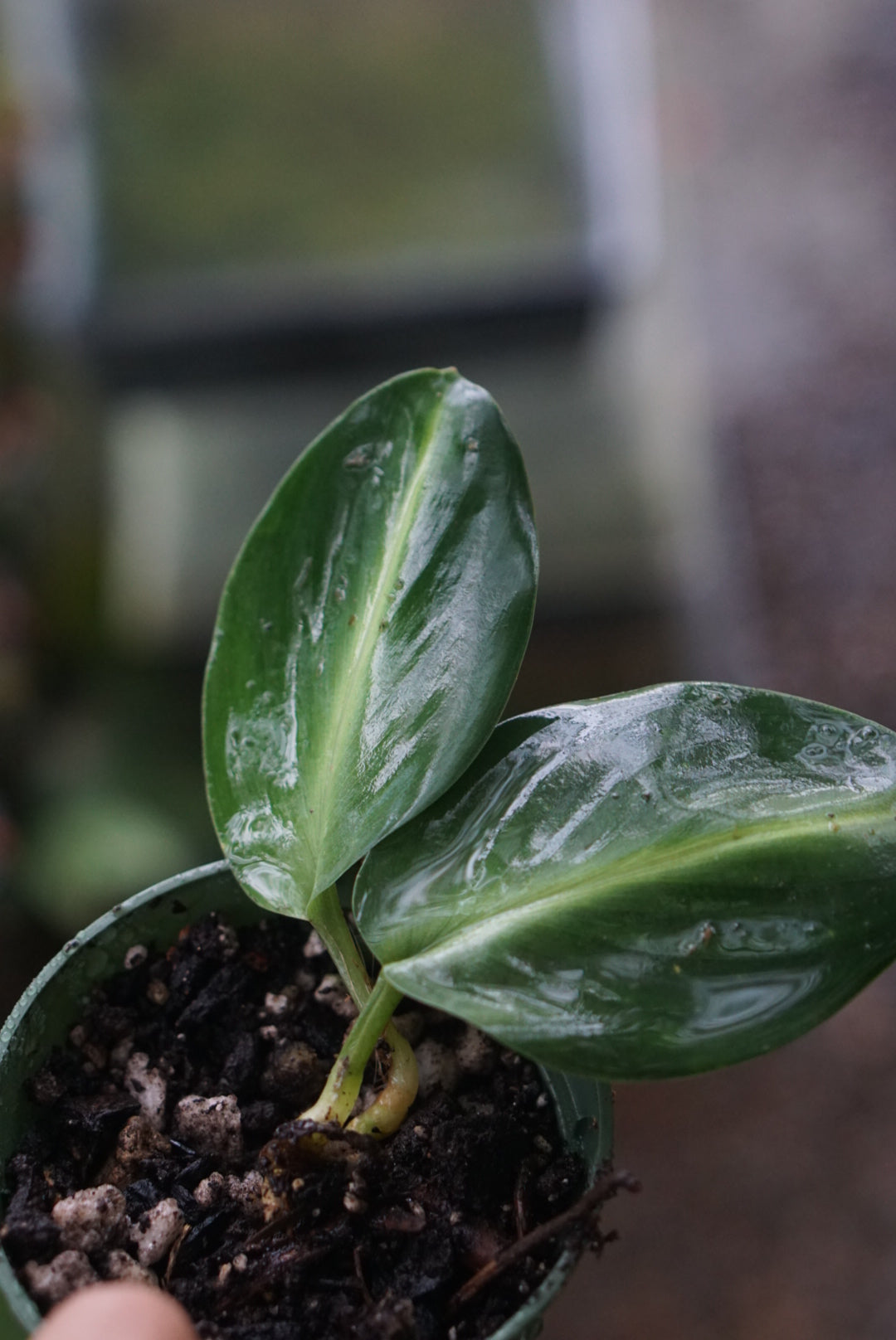 Boesenbergia aurantiaca