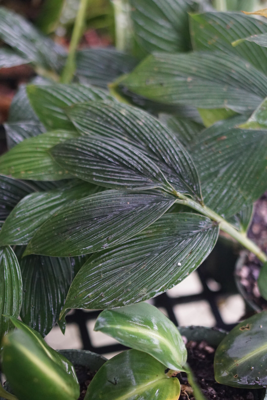 Globba sp Kalimantan