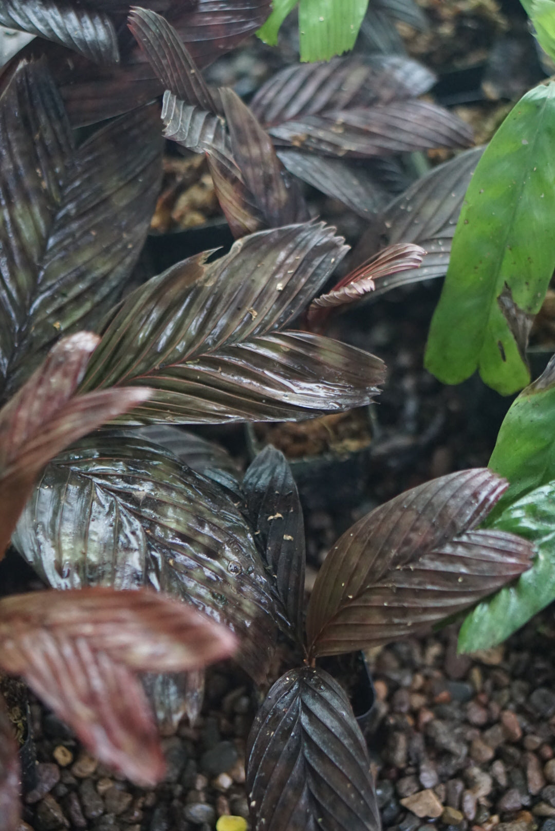 Pinanga veitchii (dark form)