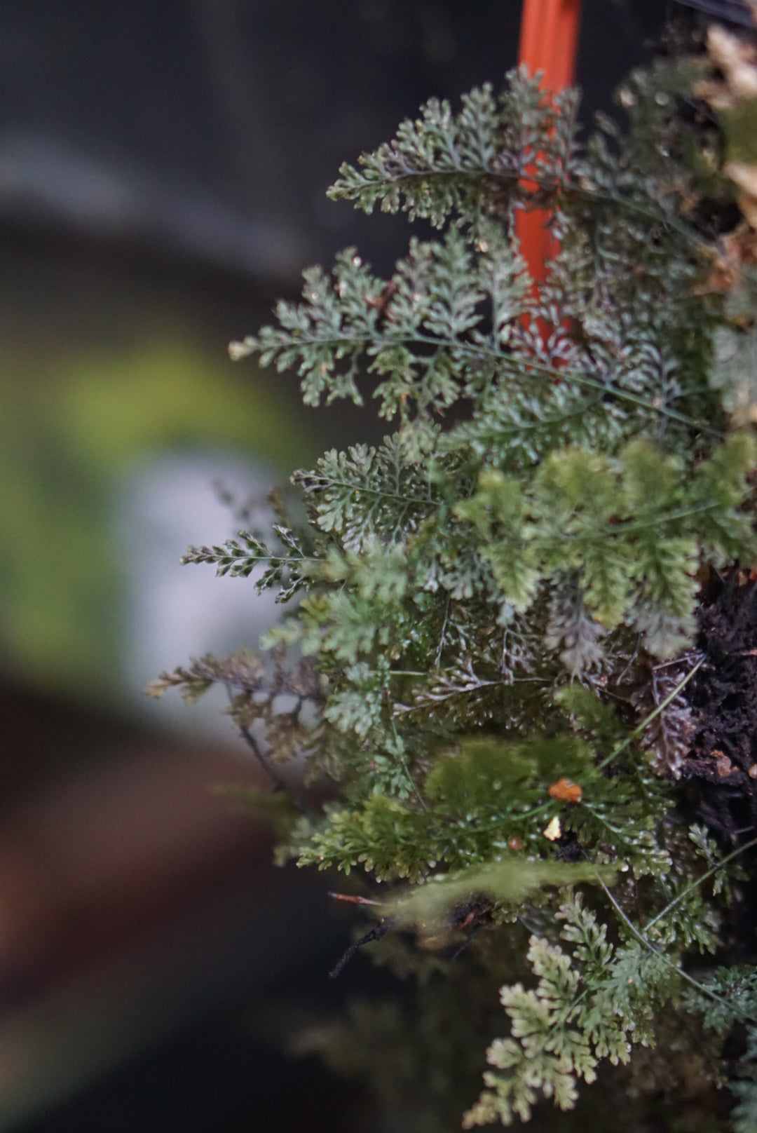 Crepidomanes sp Kalimantan