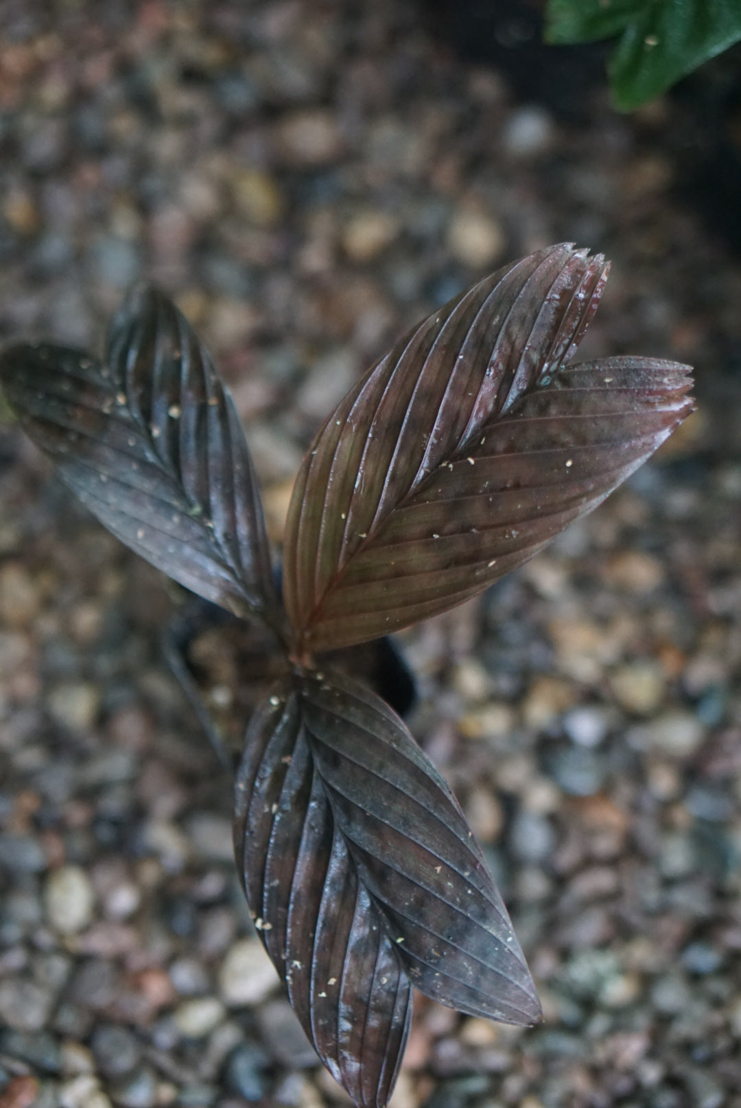 Pinanga veitchii (dark form)