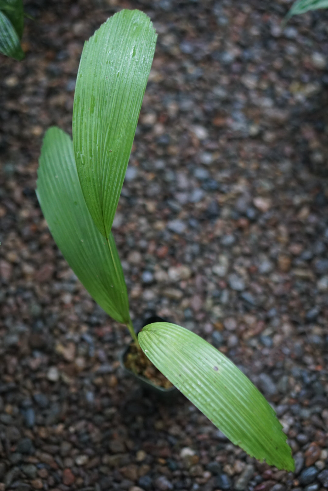 Licuala sp Kalimantan