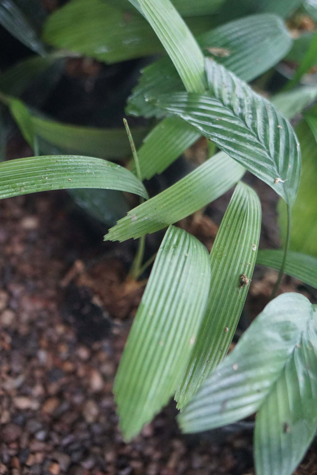 Licuala sp Kalimantan