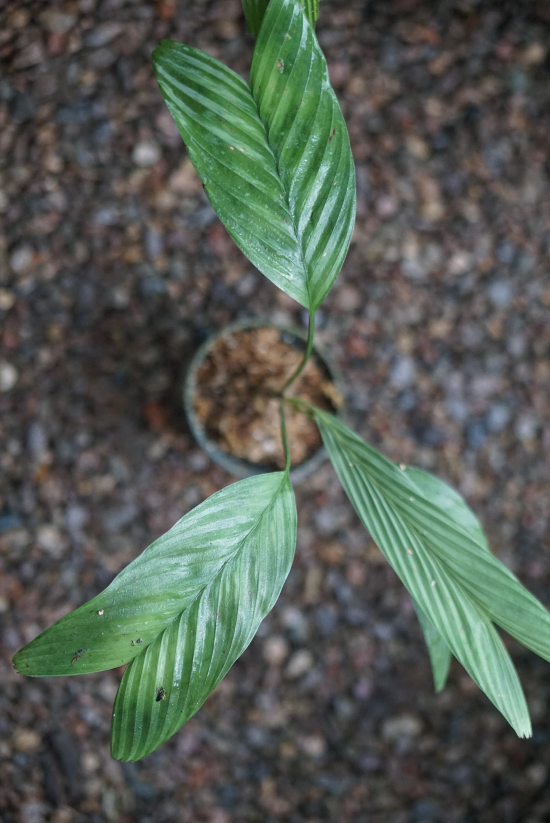 Pinanga veitchii (green form)