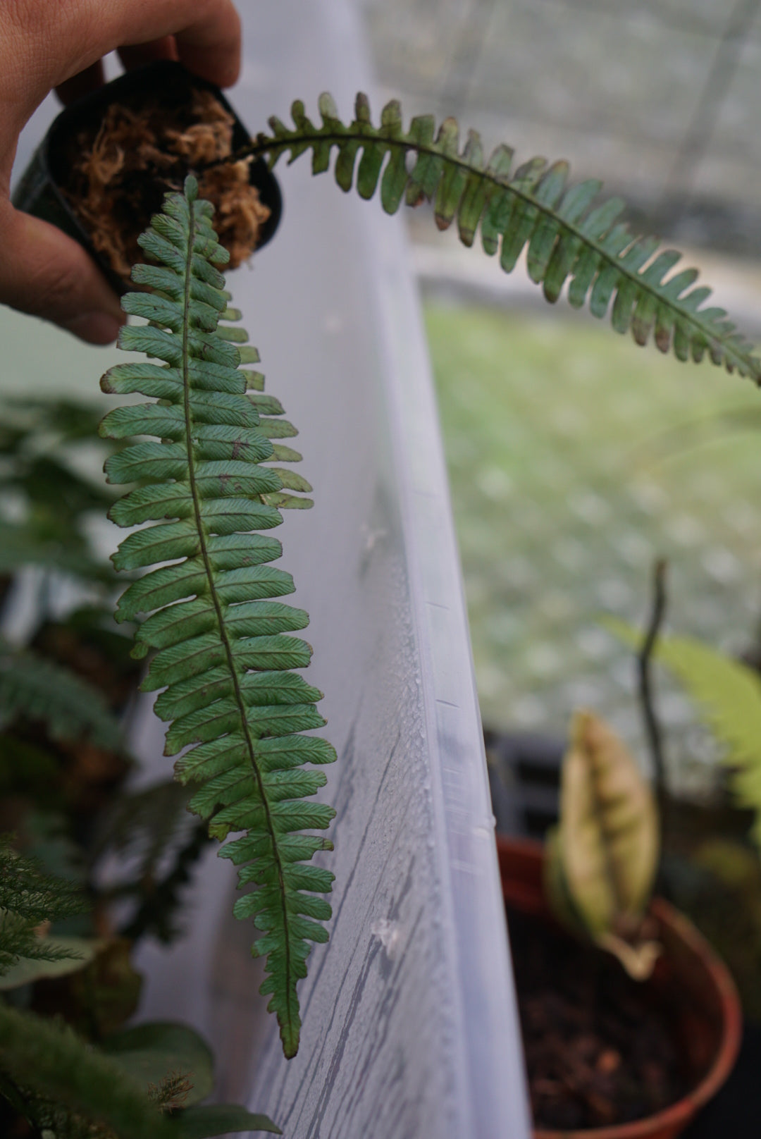 Diplazium porphyrorachis