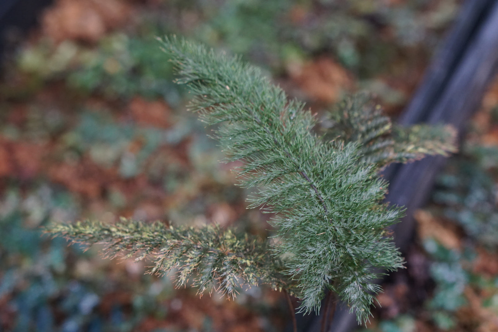 Abrodictyum pluma