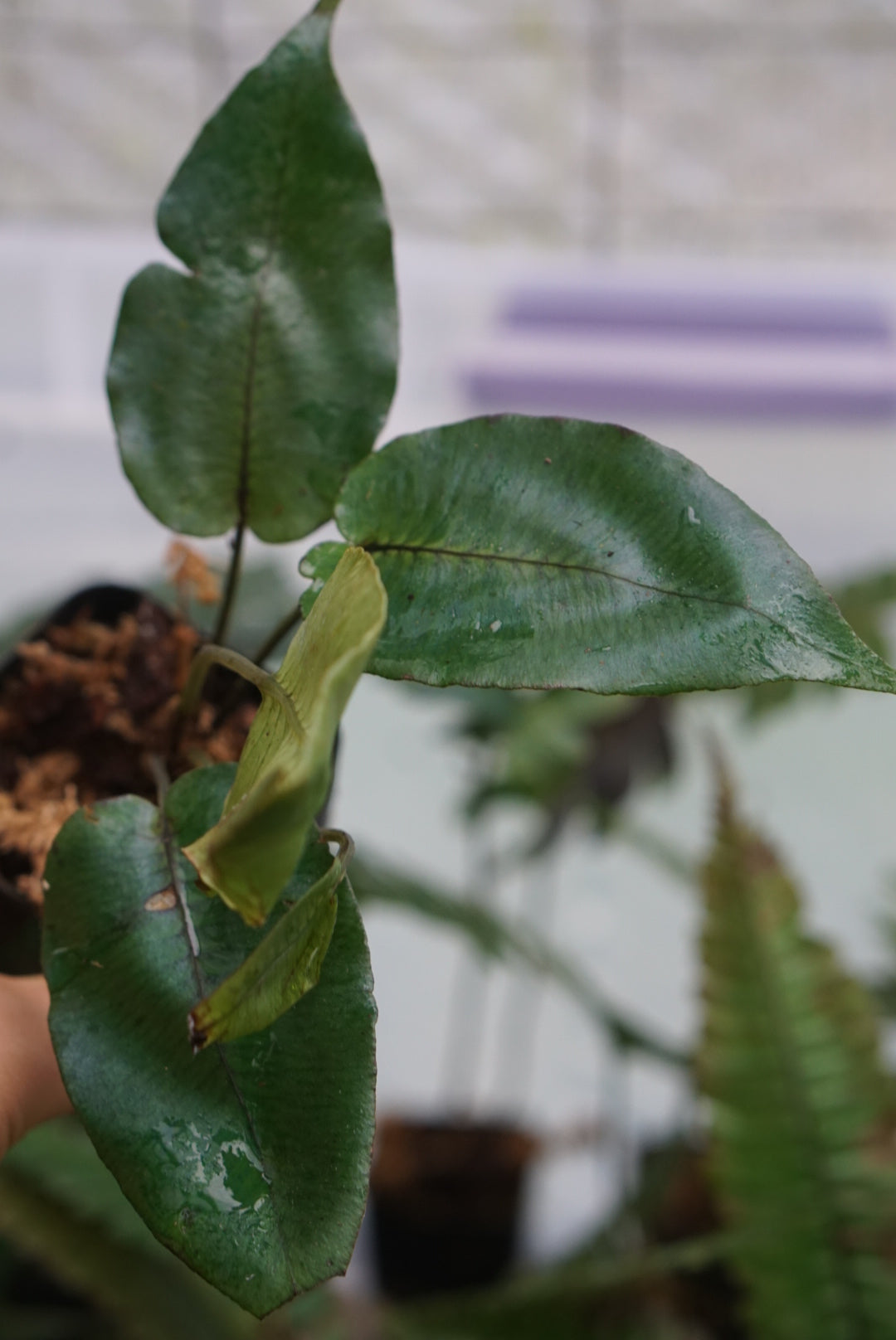 Diplazium cordifolium