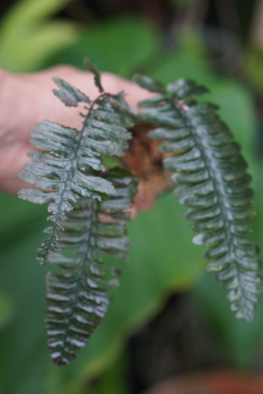 Cephalomanes javanicum