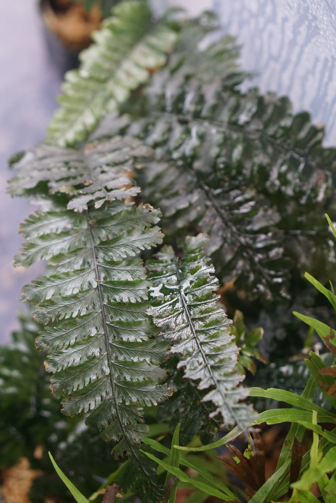 Cephalomanes javanicum