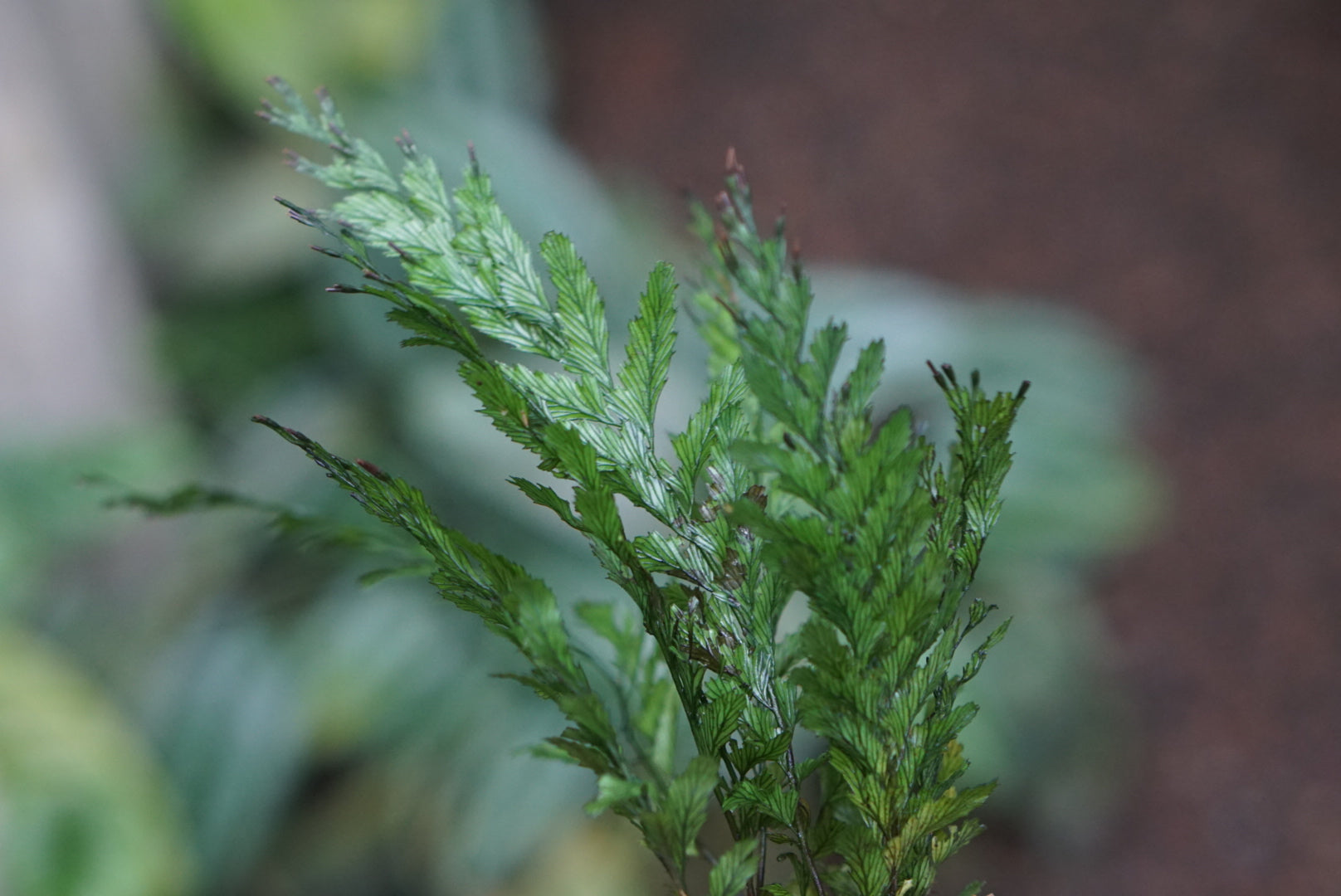 Cephalomanes sp Kalimantan