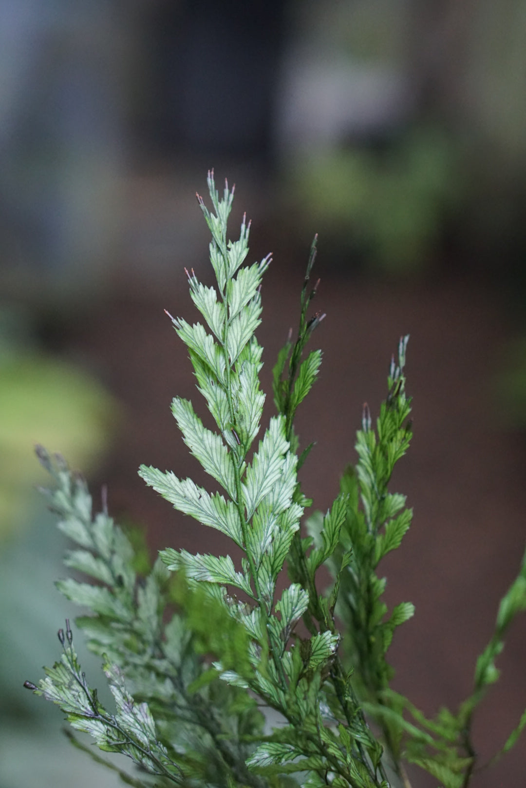 Cephalomanes sp Kalimantan