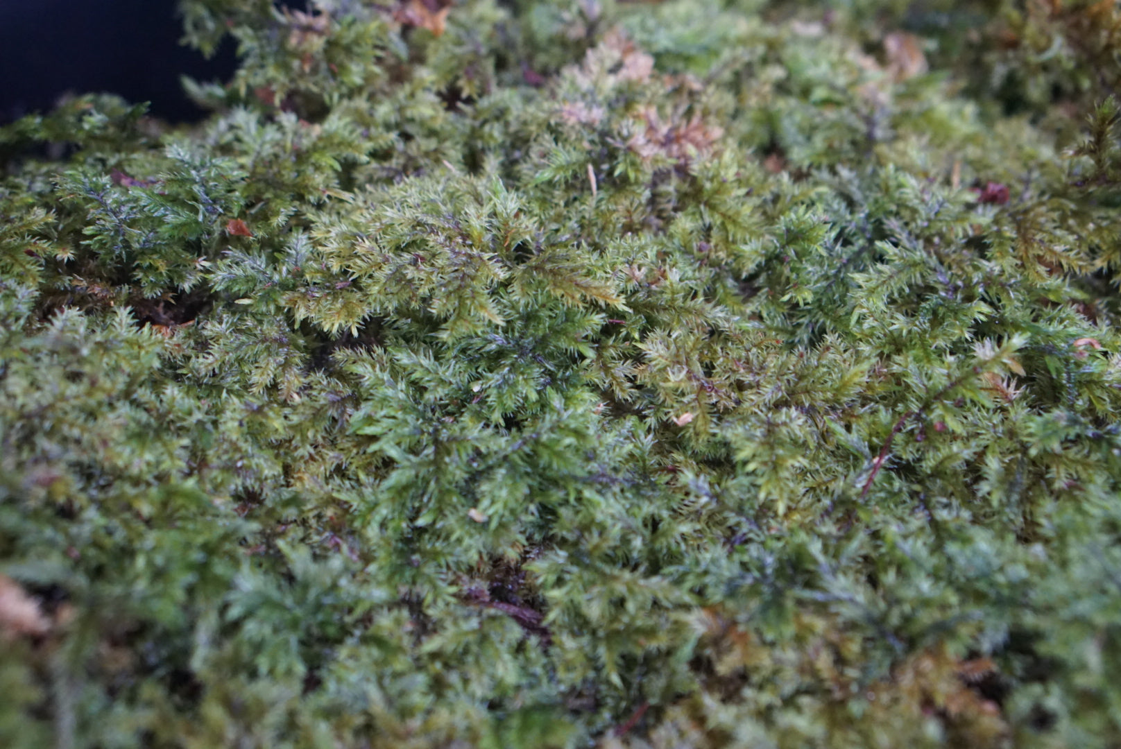 Bryophyte sp Borneo 1