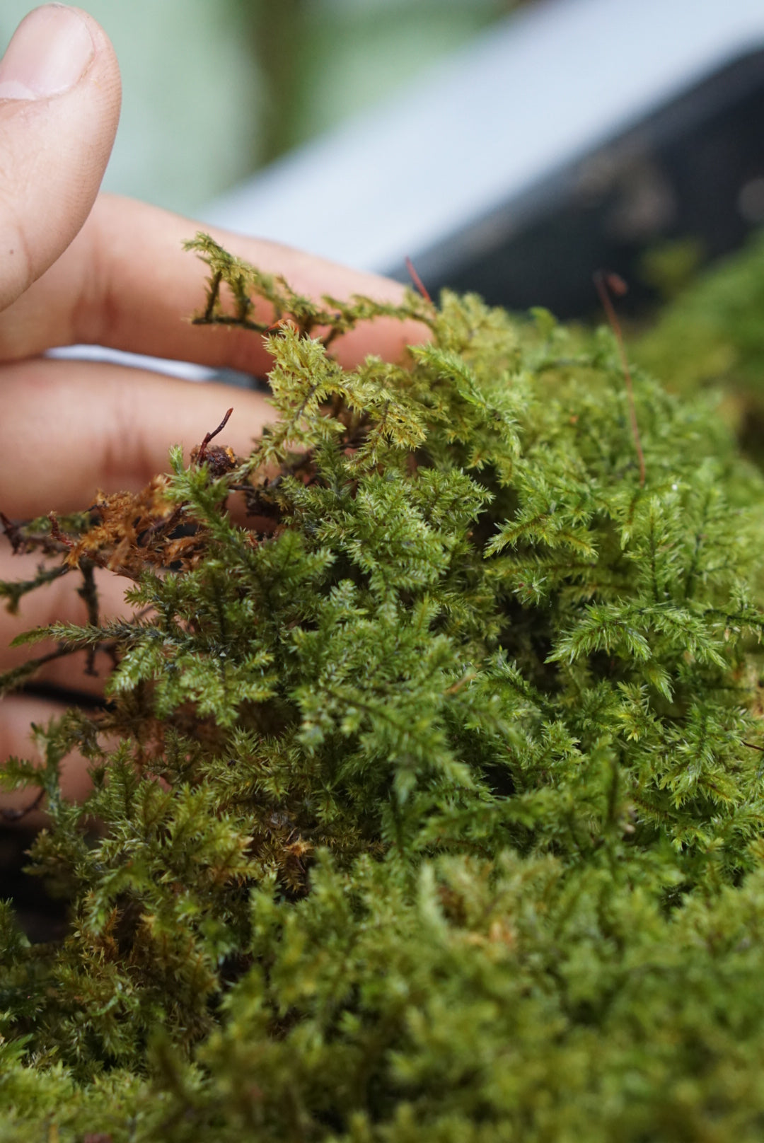 Bryophyte sp Borneo 1