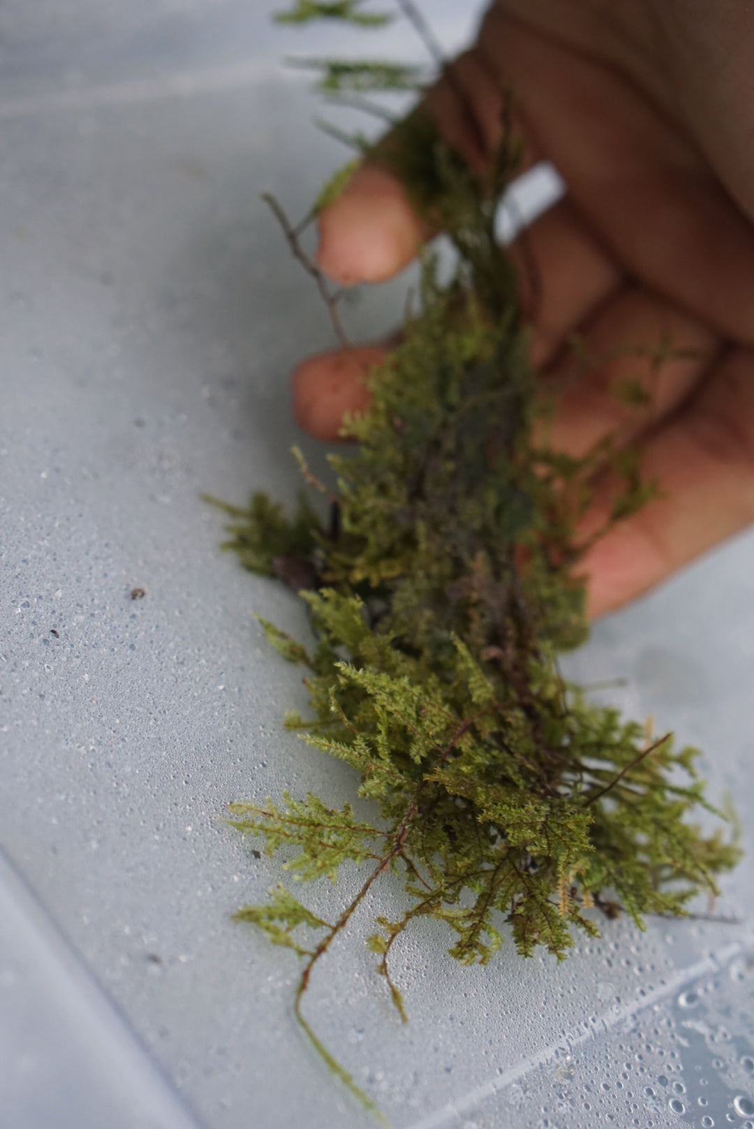 Bryophyte sp Borneo 2
