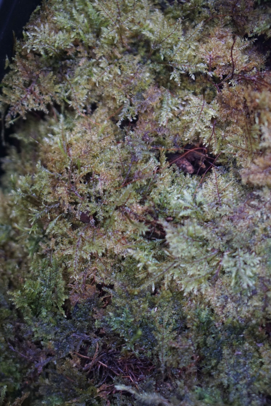 Bryophyte sp Borneo 2