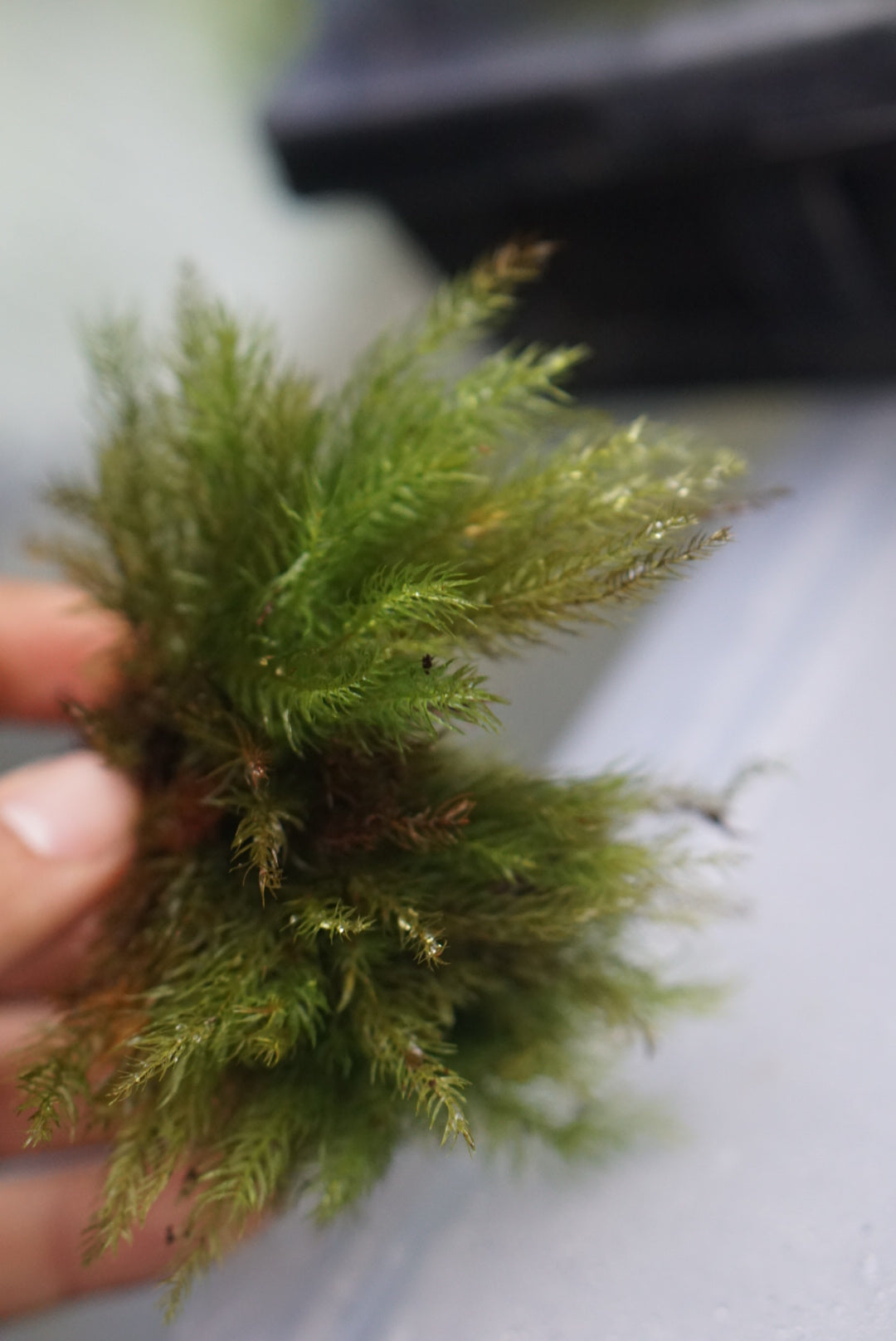 Bryophyte sp Borneo 3