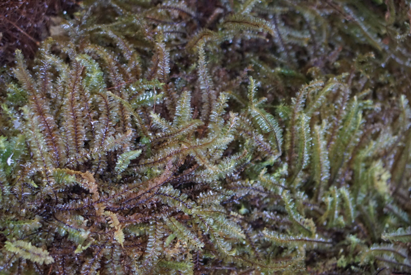 Plagiochila sp Borneo