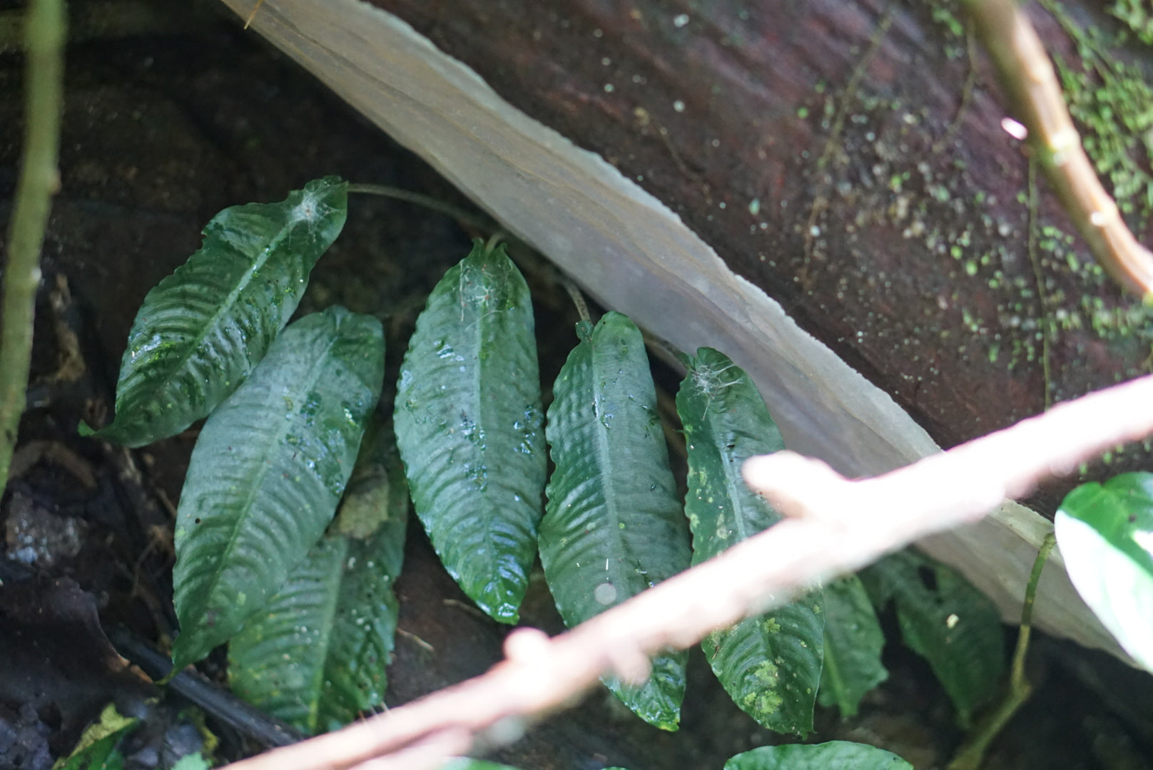 Schismatoglottis puberulipes