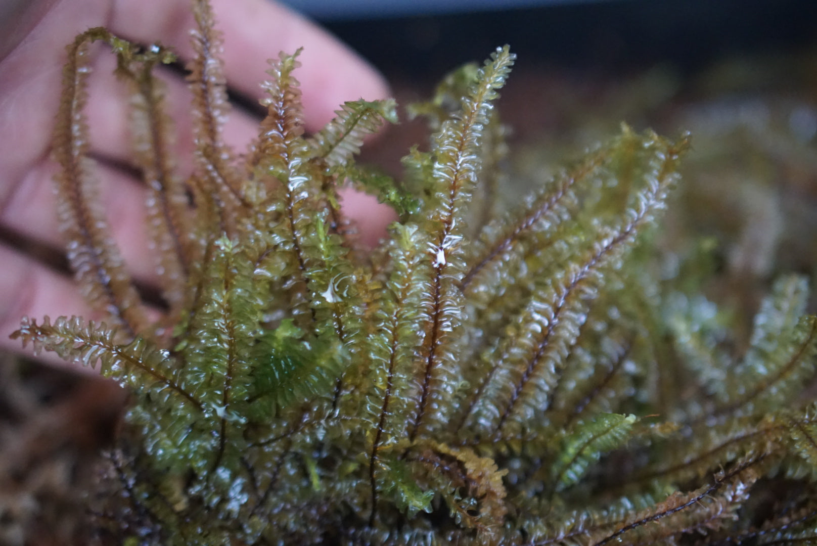 Plagiochila sp Borneo