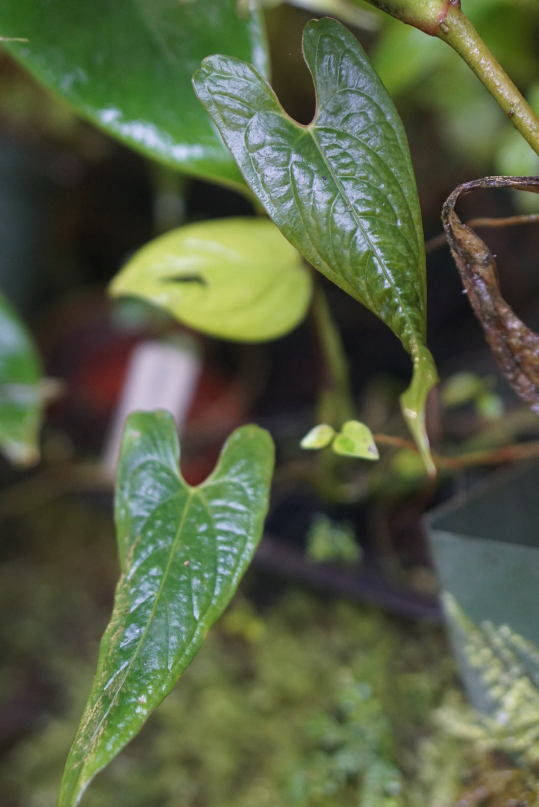 anthurium corrugatum for sale Anthurium aff corrugatum
