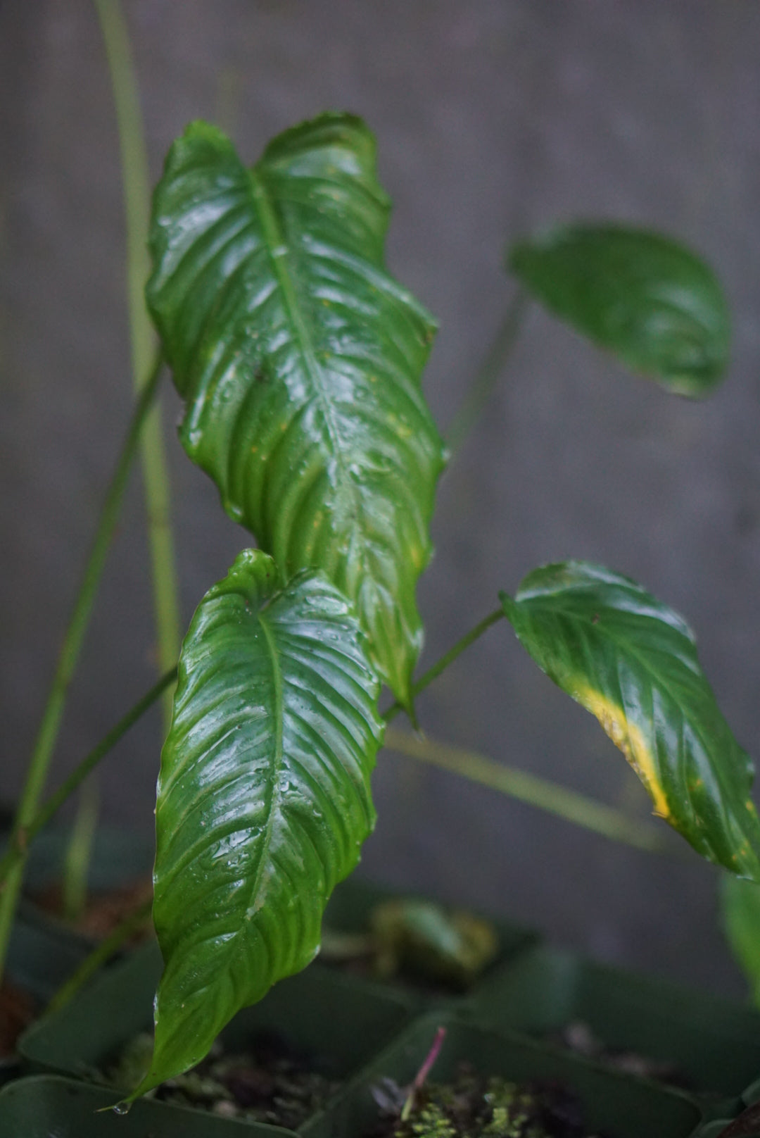 Schismatoglottis sp Borneo