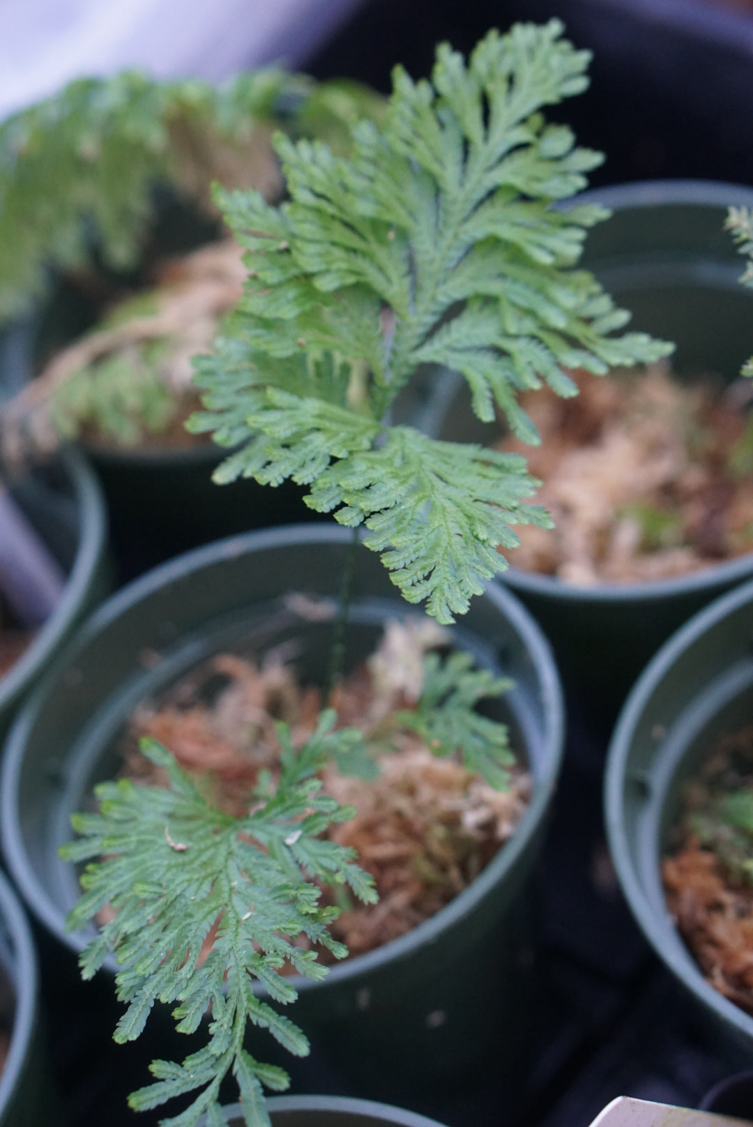Selaginella sp Peru 1