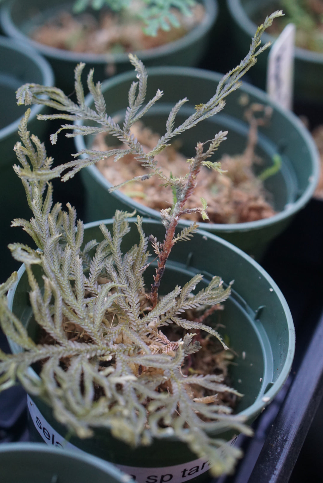 Selaginella sp Peru 3