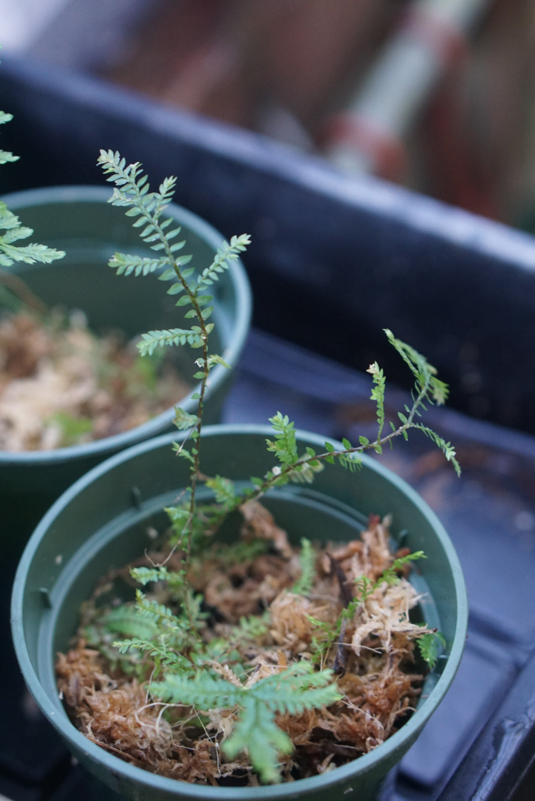 Selaginella sp Peru 2