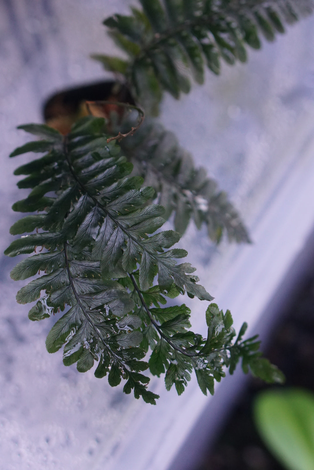 Cephalomanes javanicum var asplenioides