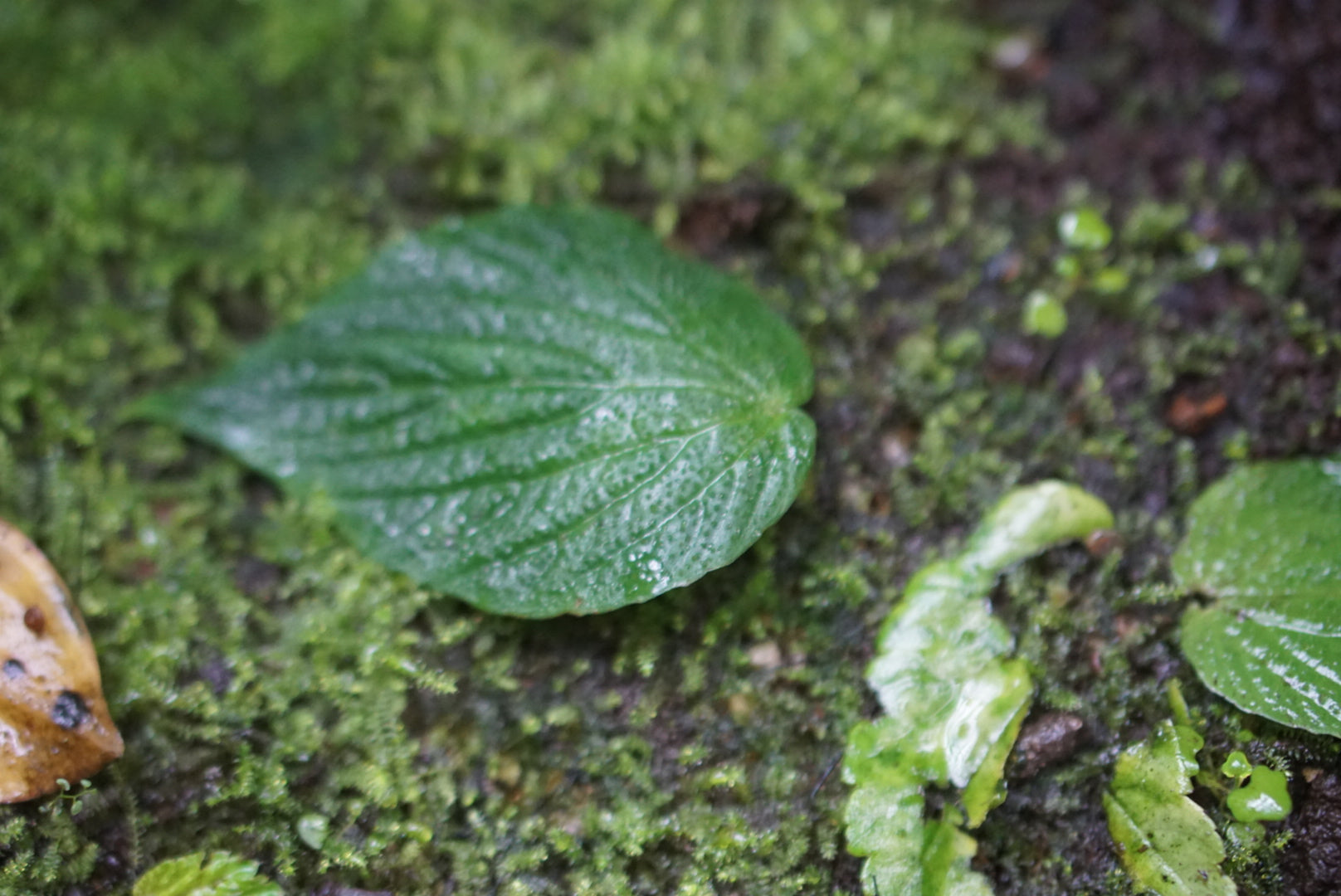 Peperomia albert-smithii