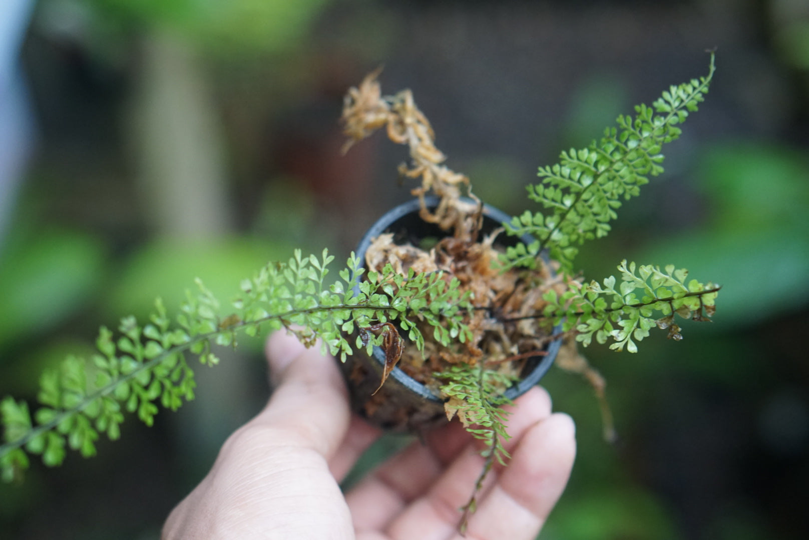 Asplenium rutaceum