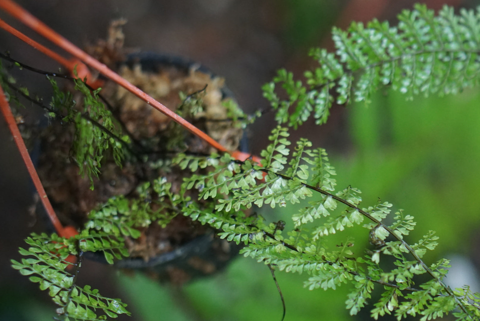 Asplenium rutaceum