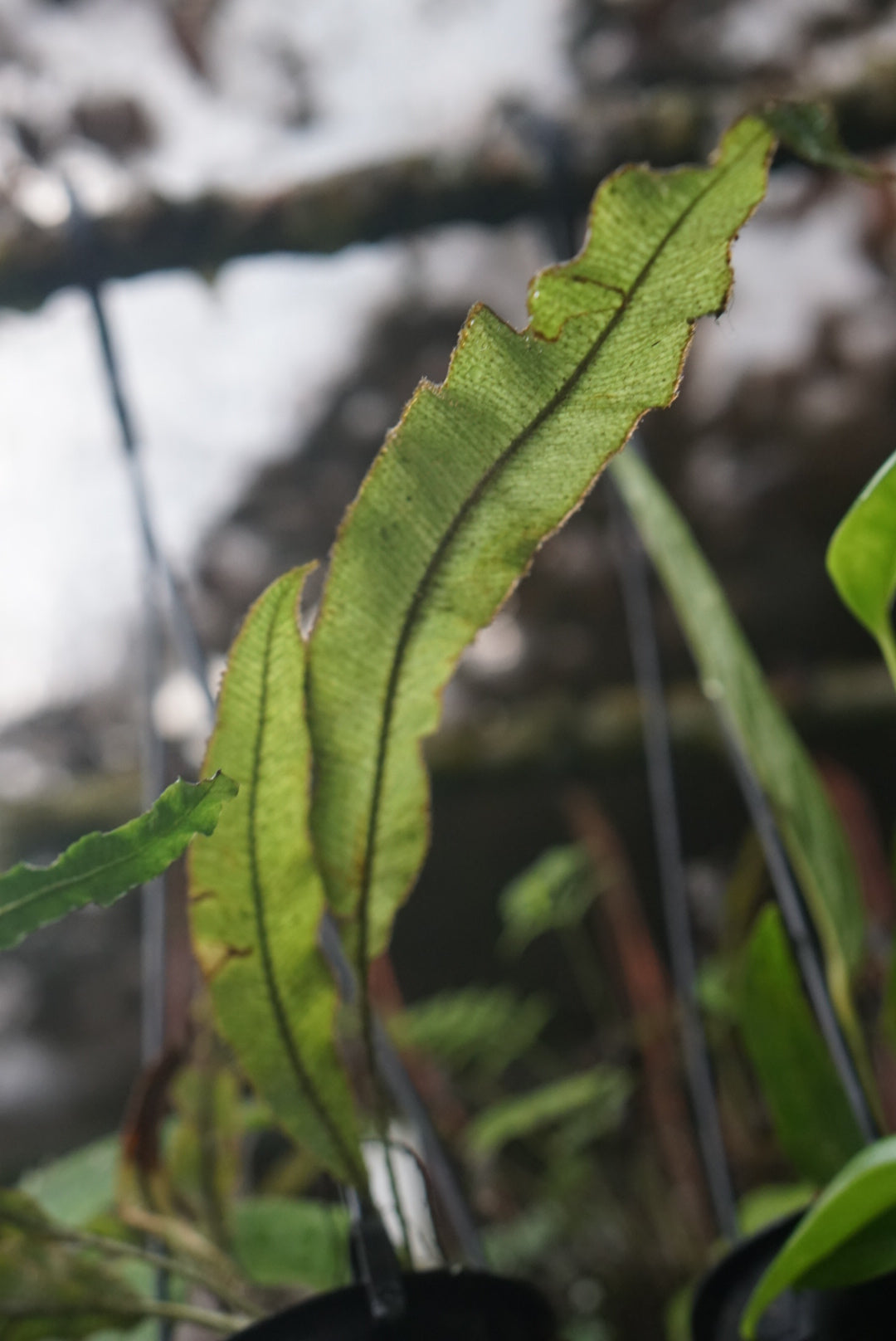Elaphoglossum paleaceum