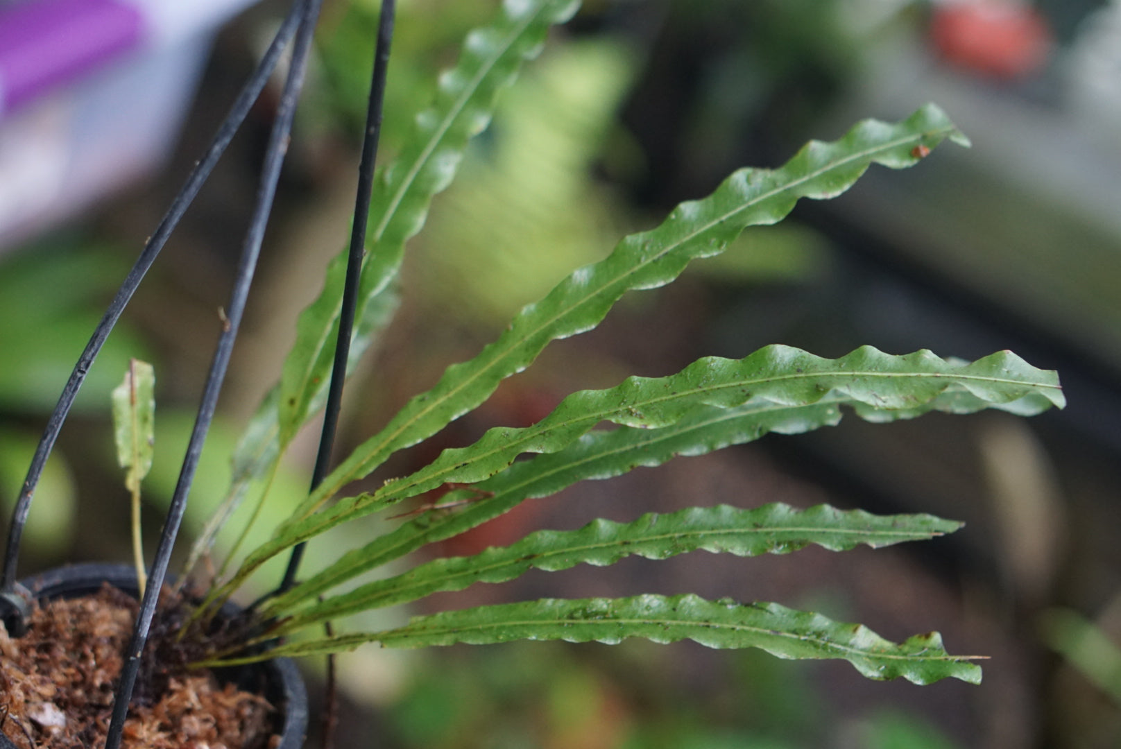 Elaphoglossum eximium