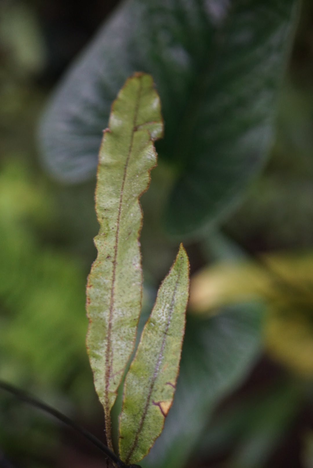 Elaphoglossum paleaceum