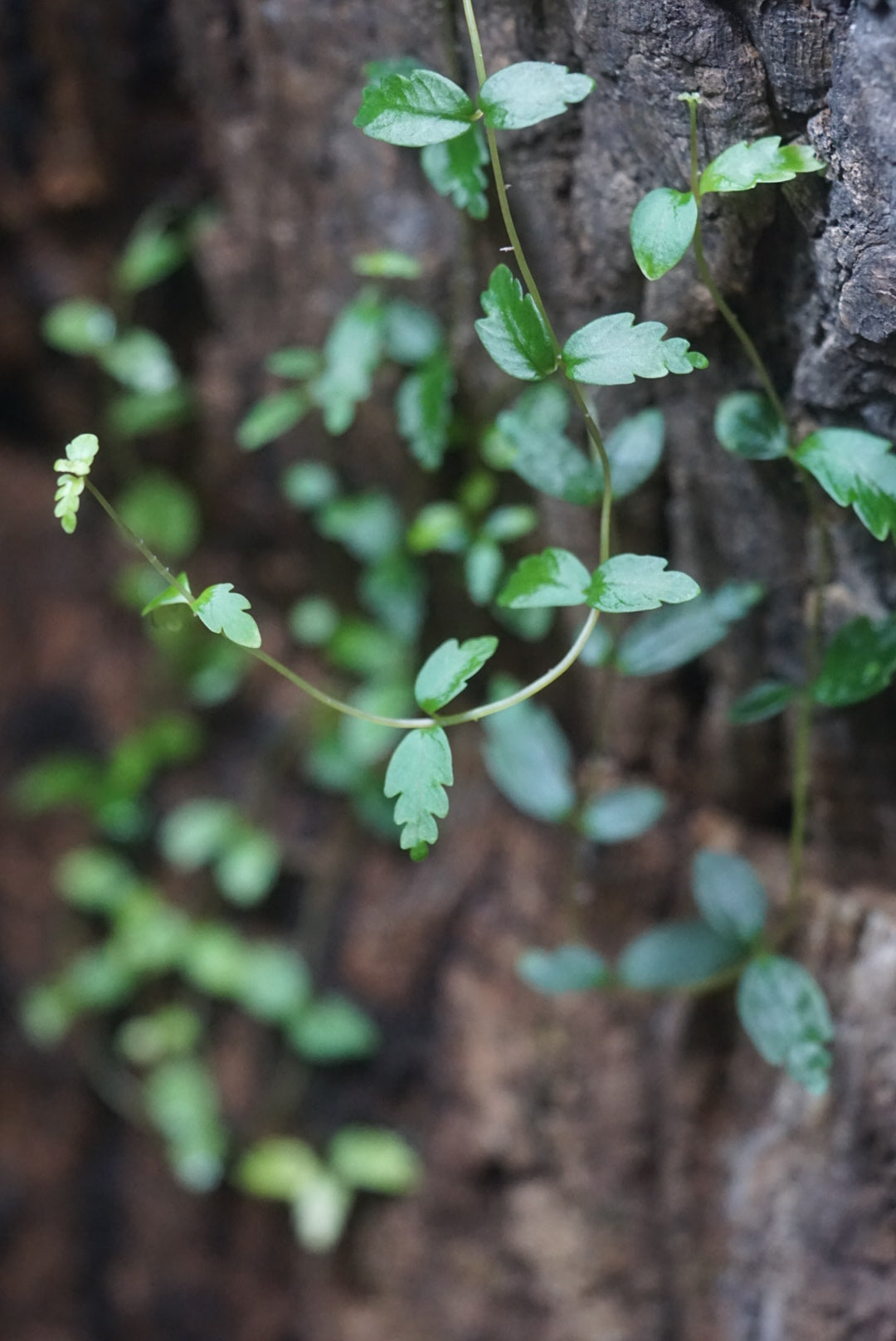 Pilea imparifolia