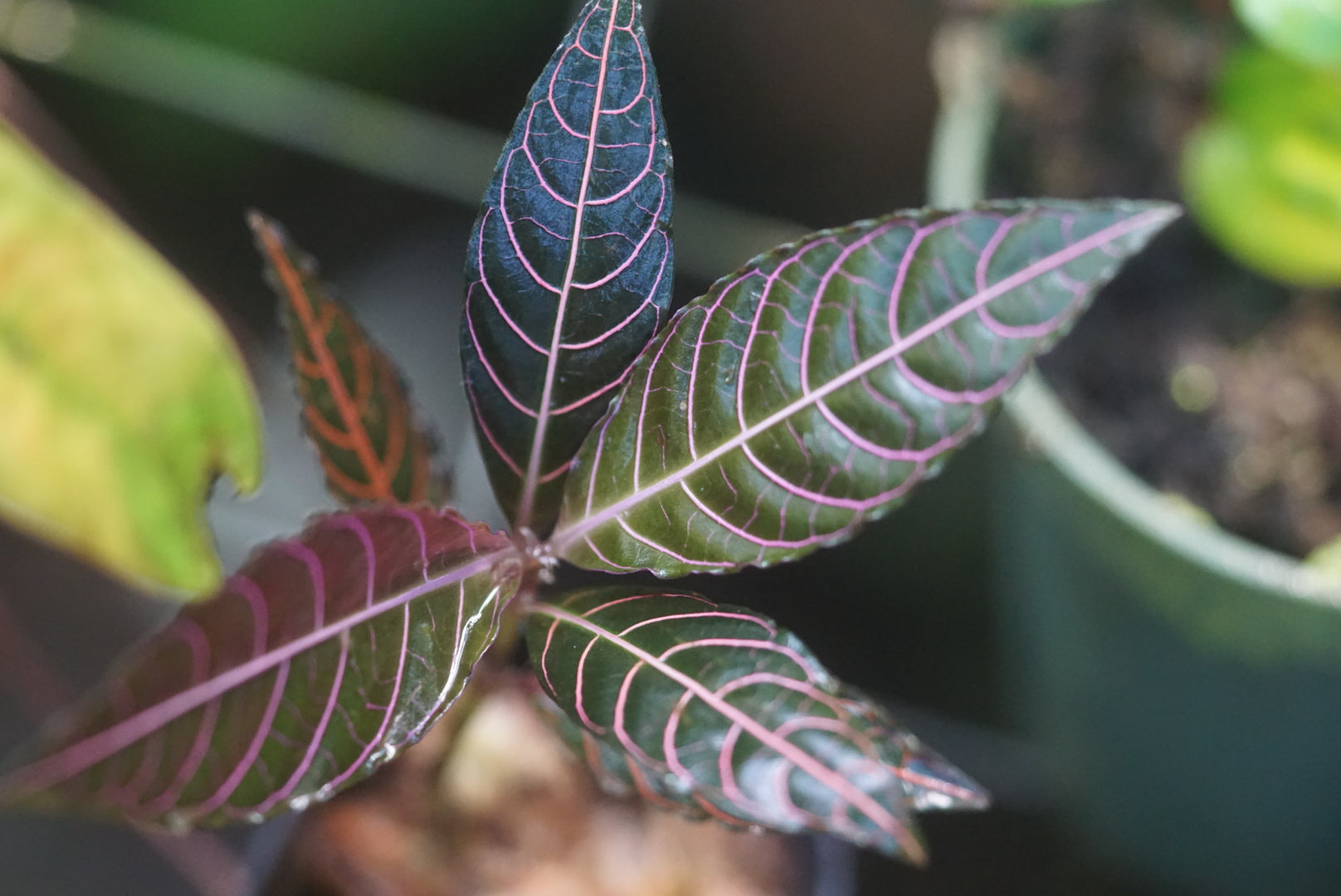 Palicourea sp Napo