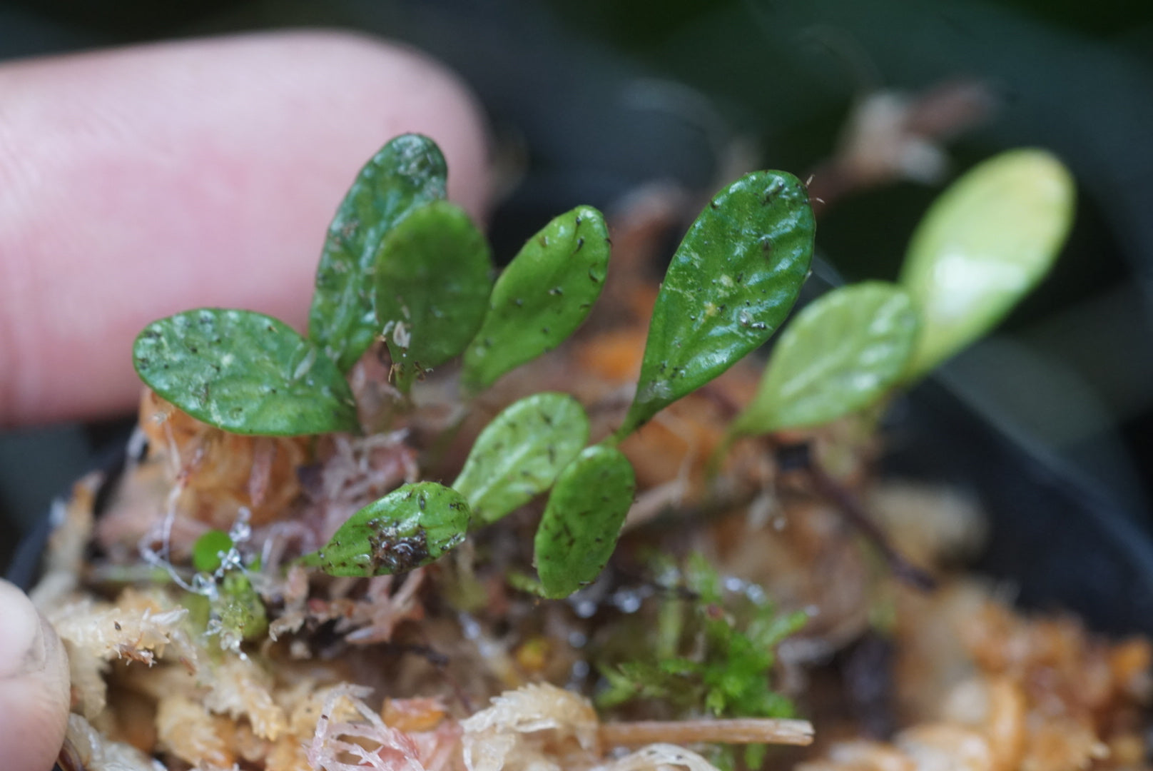 Elaphoglossum sp Morona