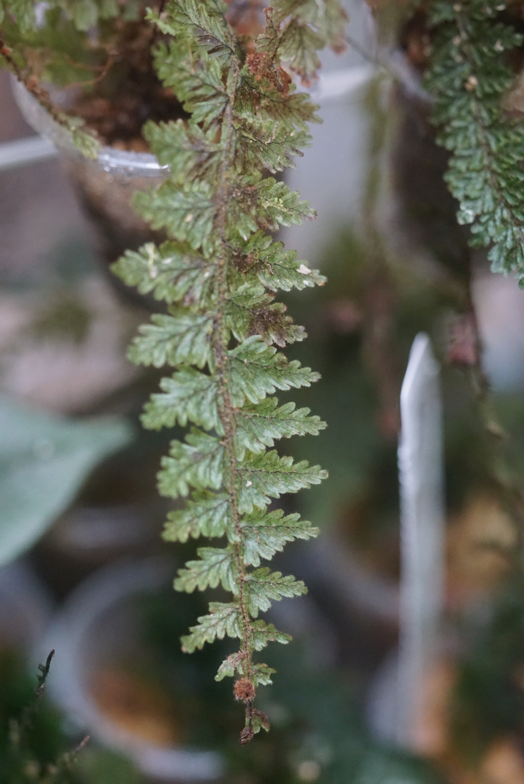 Hymenophyllum aff dependens