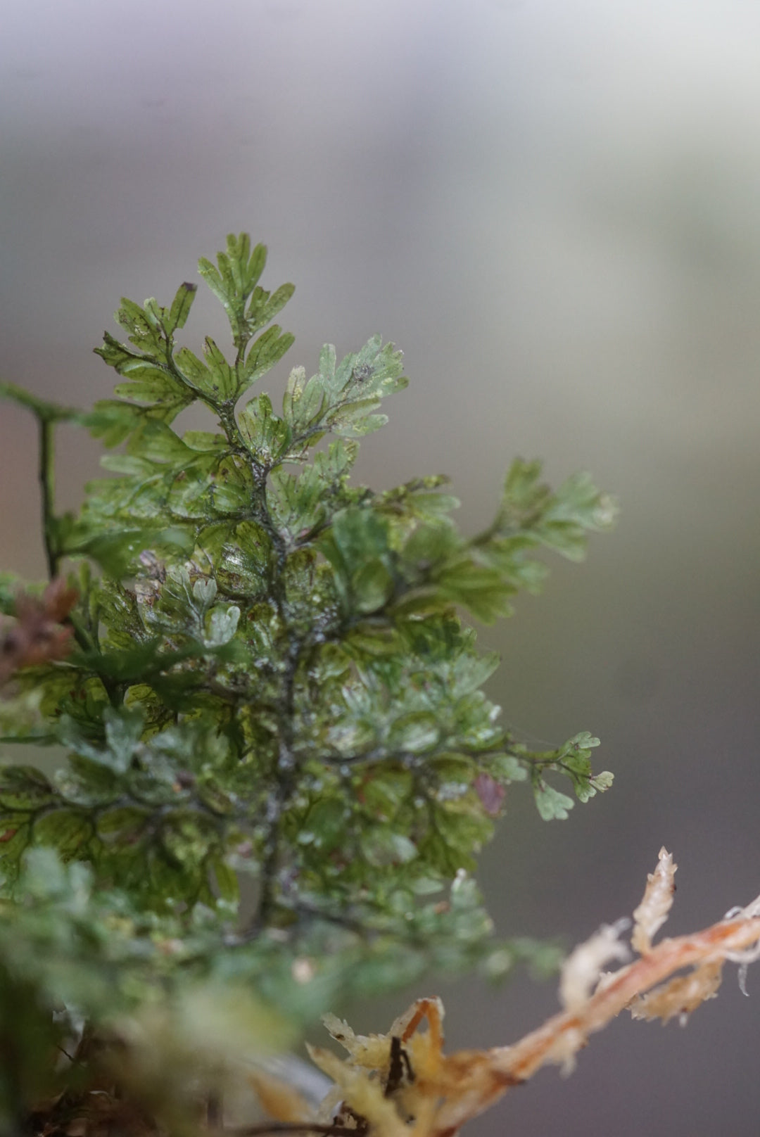Hymenophyllum amazonas sp 4