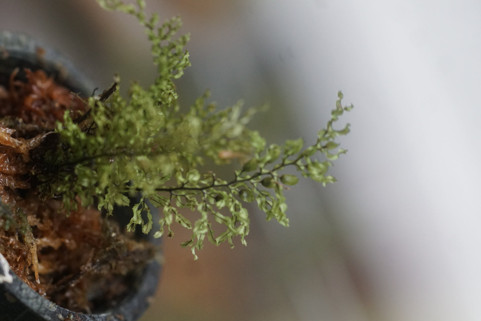Hymenophyllum Amazonas 2