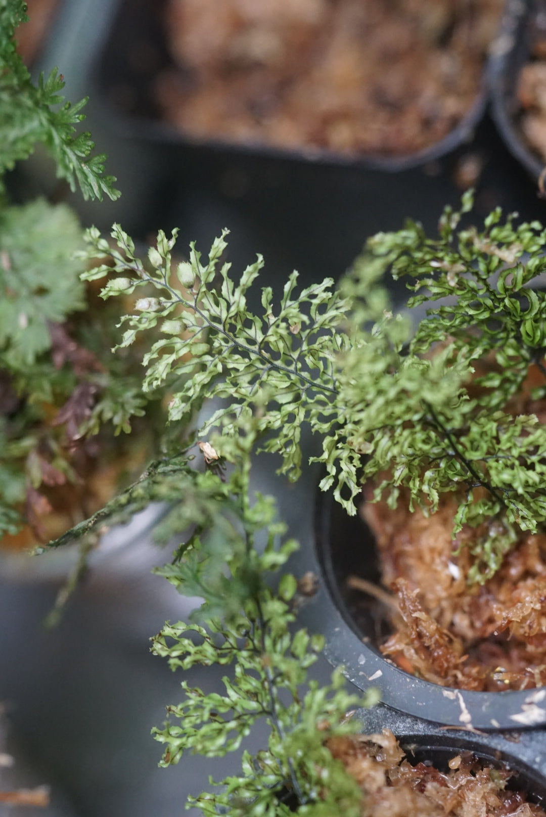 Hymenophyllum Amazonas 2