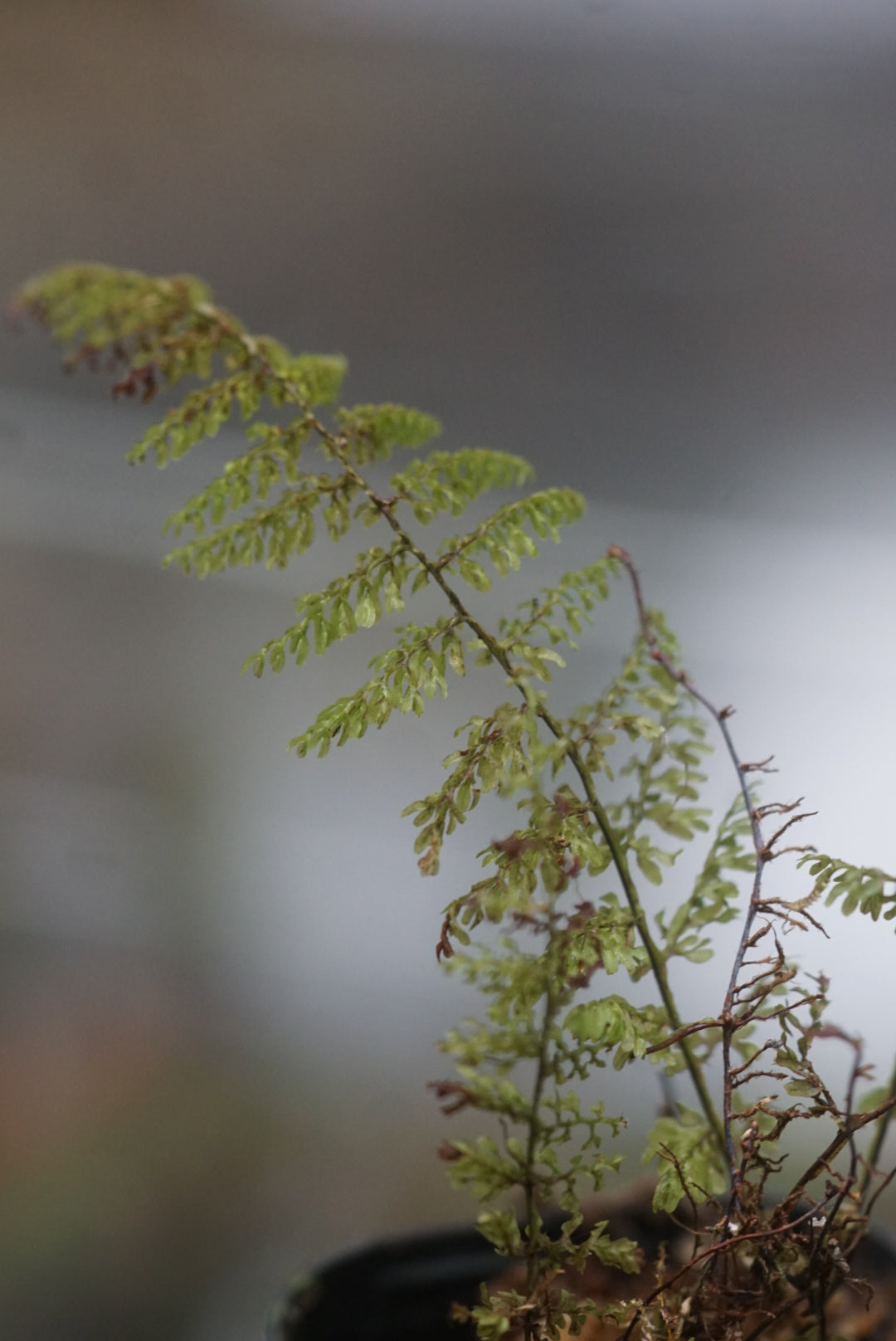 Hymenophyllum sp Mindo 3