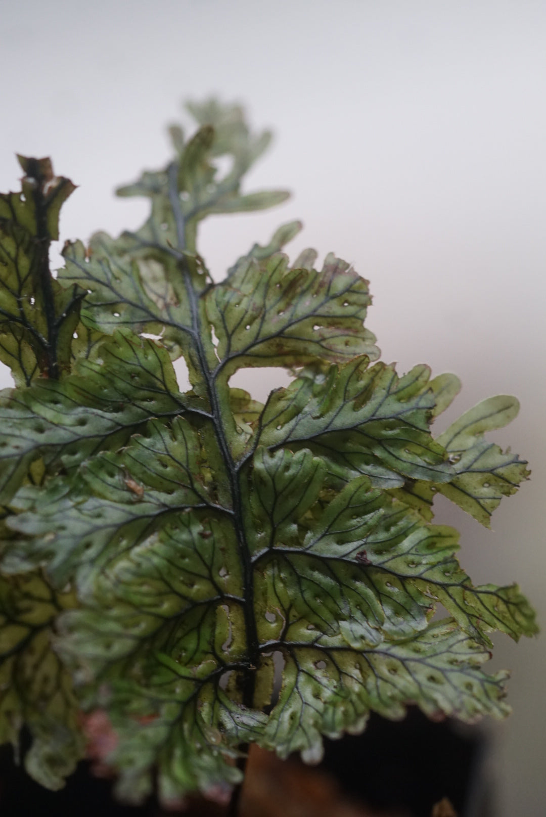 Hymenophyllum amazonas 3