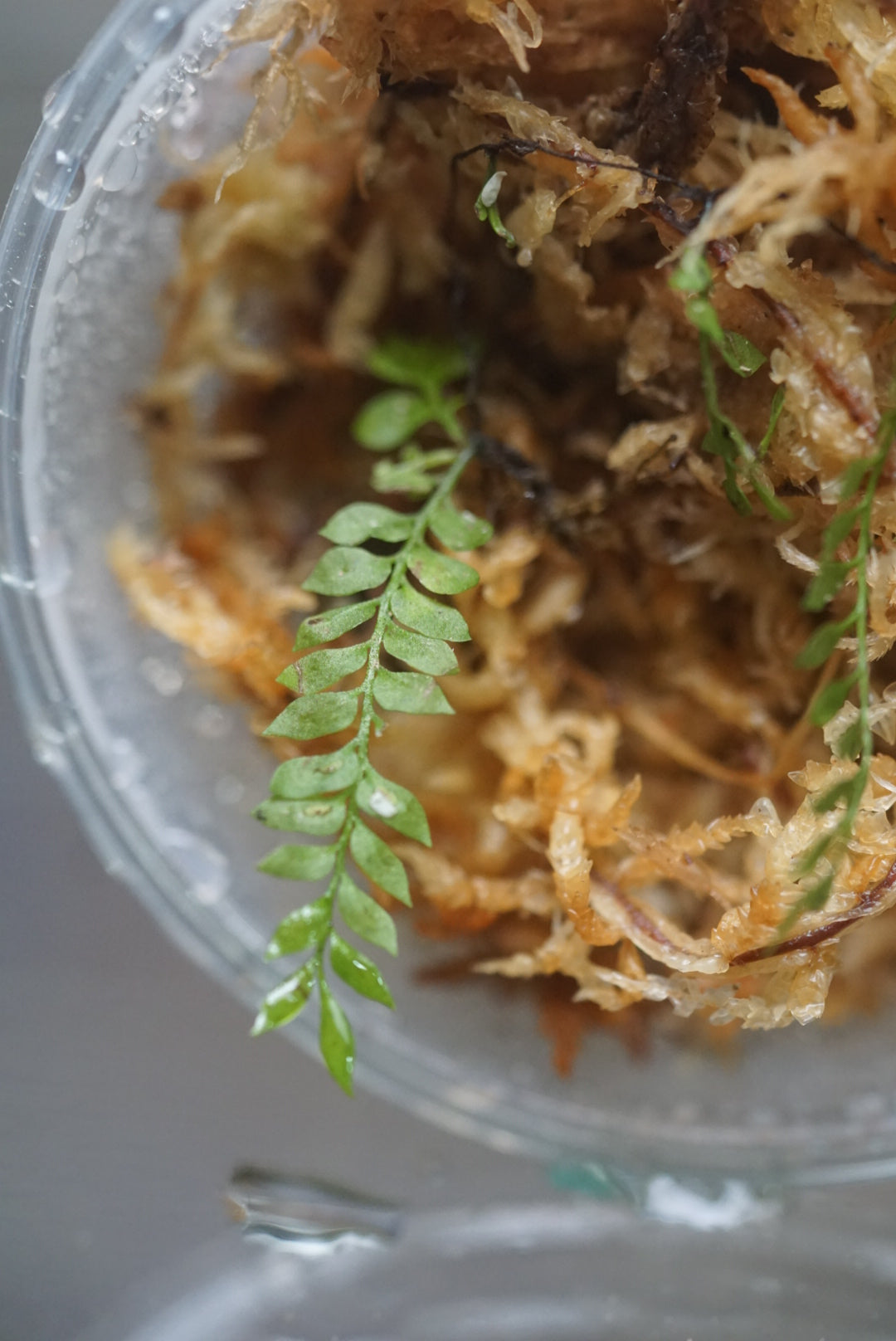 Asplenium holophlebium