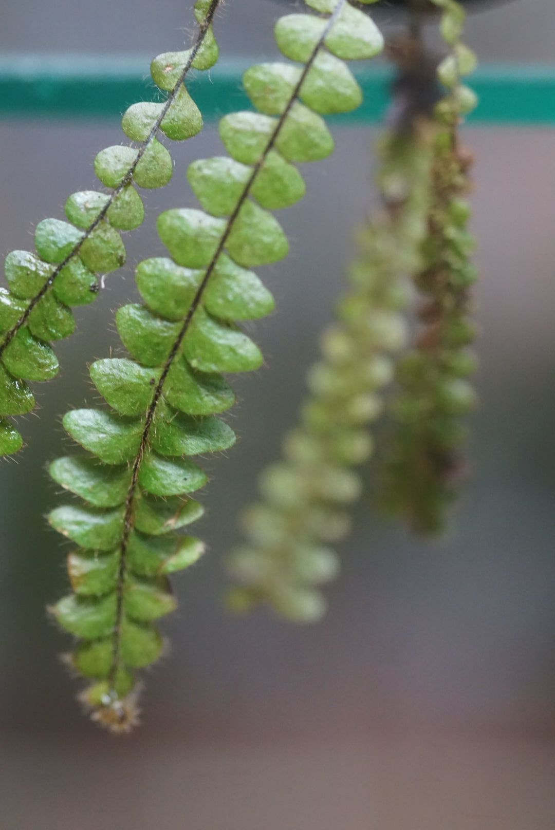 Terpischore asplenifolia