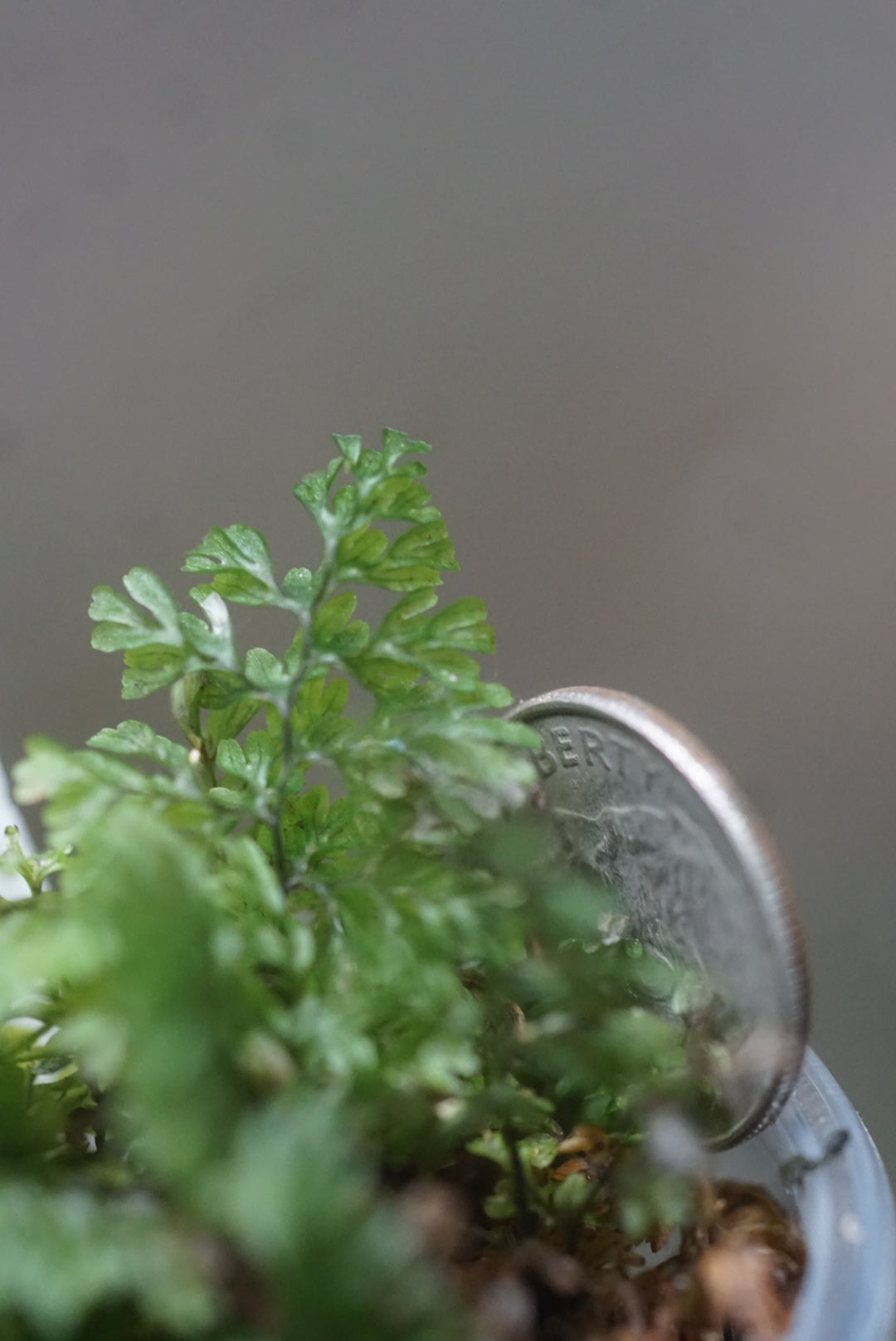 Hymenophyllum sp amazonas 5