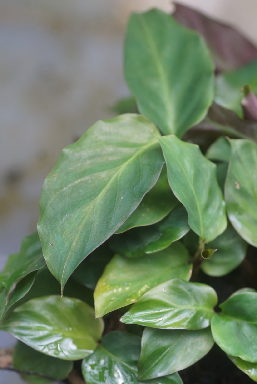 Calathea sp Morona