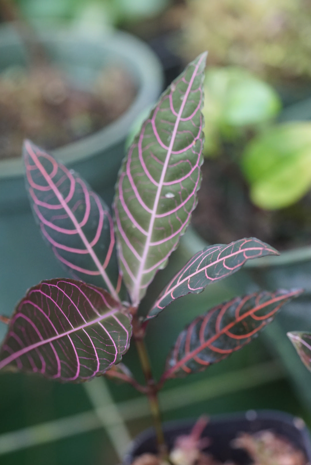 Palicourea sp Napo
