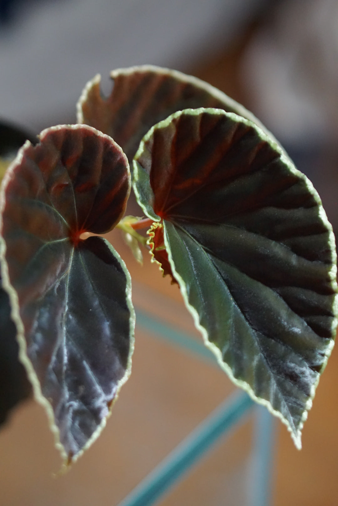 Begonia darthvaderiana